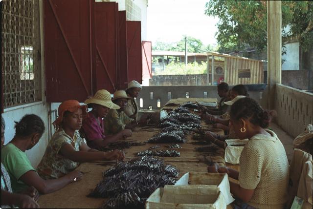 말린 바닐라빈을 선별하고 있는 마다가스카르 주민들. 2001년 World Resources Institute 사진, 위키미디어 커먼스
