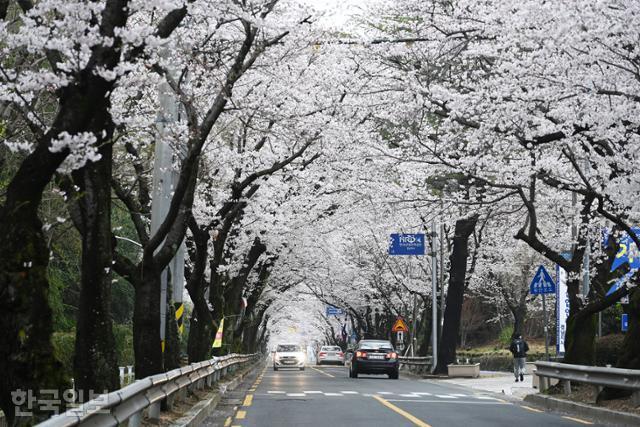 창원교육단지 앞 도로에도 아름드리 벚나무가 터널을 이루고 있다.