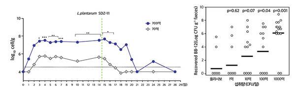 70억Cfu 보다 700억Cfu의 유산균을 먹었을 때 더 많은 유산균이, 더 오래 생존했다(왼쪽). 고함량 유산균을 섭취할수록 분변 내 유산균 검출량이 늘어난다는 실험 결과(오른쪽)도 있다.