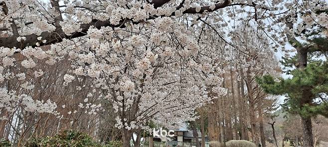 ▲송정공원 벚꽃