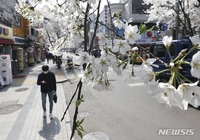 [서울=뉴시스] 김근수 기자 = 따뜻한 날씨를 보인 29일 오후 서울 종로구 벚꽃이 활짝 핀 송해길에서 한 시민이 지나가고 있다. 2023.03.29. ks@newsis.com