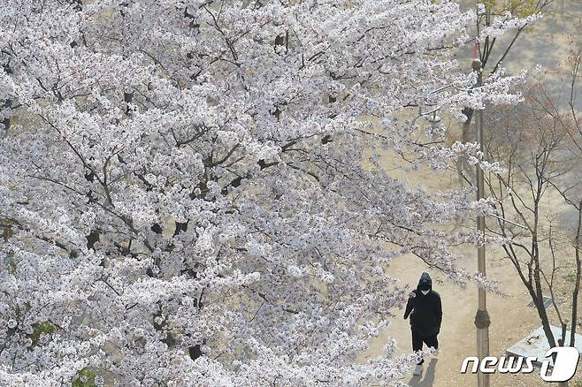 30일 경북 포항시청사 인근 작은 연못 주변이 온통 벚꽃향기에 뒤덮여있다.2023.3.30/뉴스1 ⓒ News1 최창호 기자