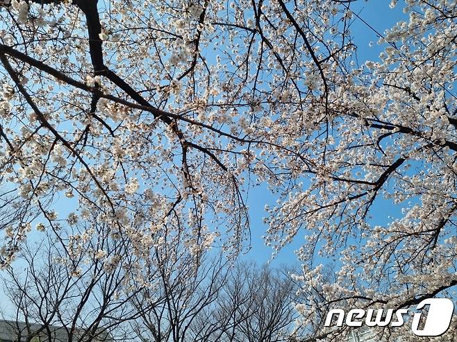 30일 서울 영등포구 여의도 영등포구청 수목관리번호 118~120번 벚나무 ⓒ 뉴스1