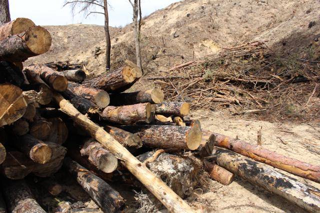 울진의 한 공터에 긴급 벌채한 목재가 쌓여 있다. 울진=김현종 기자