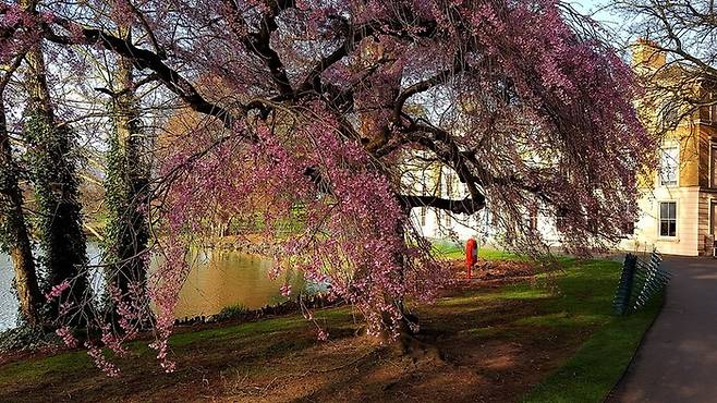 런던 왕립 식물원 큐 / 사진=flickr