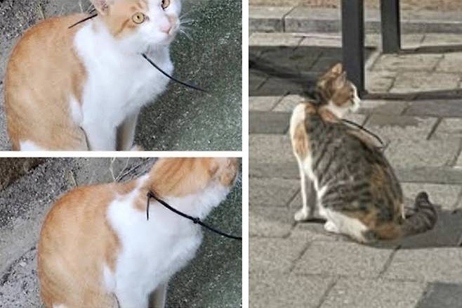 동물권단체 '케어' 홈페이지·당근마켓 캡처