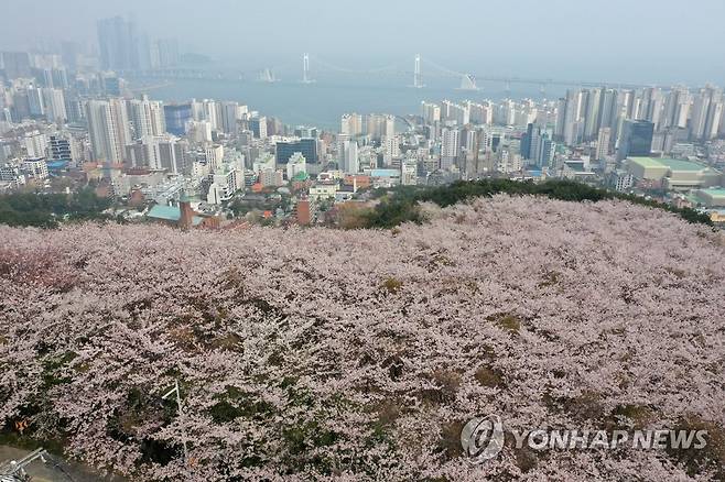 벚꽃과 미세먼지 (부산=연합뉴스) 손형주 기자 = 29일부산 황령산 벚꽃 군락지에서 내려다본 광안리 일대가 미세먼지로 인해 뿌연 모습이다. 2023.3.29 handbrother@yna.co.kr