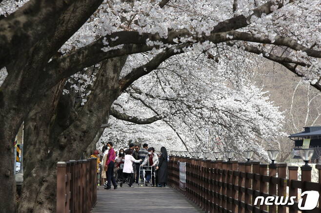충북 옥천군 소재 옛 37번 국도변 벚꽃길을 찾은 상춘객들이 만개한 벚꽃을 보며 봄기운을 만끽하고 있다..(옥천군 제공)