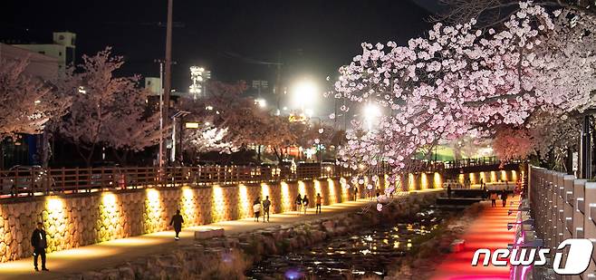 구미시 금오천 일대에 만개한 벚꽃이 야간 조명을 받아 아름다운 자태를 연출하고 있다. 2023.3.31/뉴스1 ⓒ News1 정우용 기자
