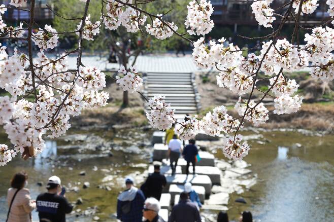 우이천에 만개한 벚꽃 사이로 시민들이 돌다리를 건너고 있다/ 강북구