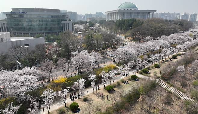 지난 30일 서울 여의도 국회 주변 여의서로(윤중로)에 벚꽃이 피어 있다. /연합뉴스