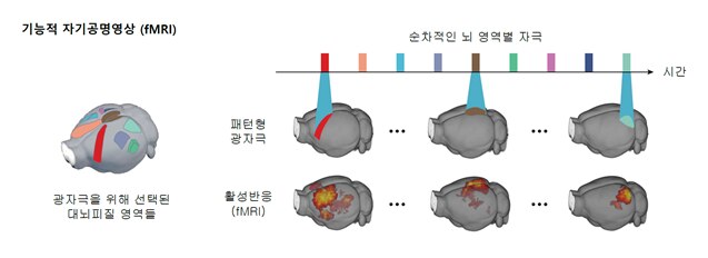 기능적 자기공명영상(fMRI)을 이용해 뇌 지도를 촬영하고 있다. /IBS