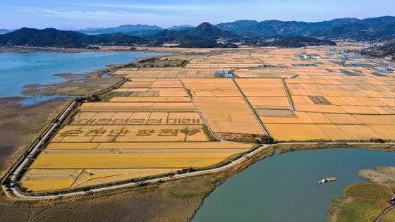 ‘순천만습지’ 상공에서 바라본 어싱길 전경. 어싱(earthing)은 맨발 걷기로 땅과의 접지를 꾀하는 자연치유법이다. 프리랜서 장정필