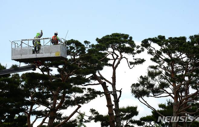 [전주=뉴시스] 김얼 기자 = 지난해 6월8일 전북 전주시 전북도청 광장에서 인부들이 가지치기를 하고 있다. 2022.06.08. pmkeul@newsis.com