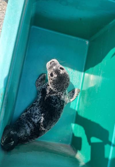해경이 구조한 어린 물범. 속초해양경찰서 제공