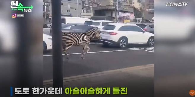 동물원을 탈출해 차도를 돌아다니는 얼룩말 세로. 연합뉴스 유튜브 캡처