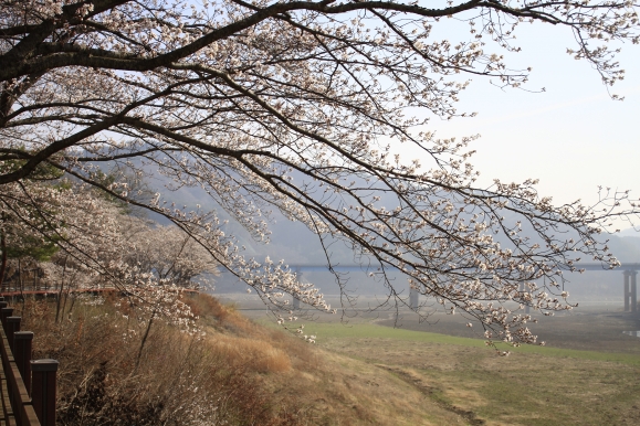 보성군이 4월 1일 천년고찰 대원사 가는 5.5㎞의 벚꽃 터널길에서 ‘제10회 보성벚꽃축제 및 제19회 문덕면민의 날’을 개최한다.