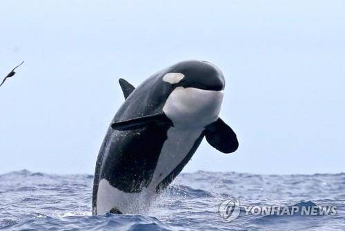 범고래는 참돌고래과에 속한다(기사와 직접 관련 없음) [키이스 라이트바디 제공. DB 및 재판매 금지]