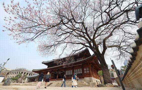 살구꽃 만개한 덕수궁 석어당(사진=연합뉴스).