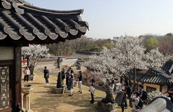 서울 종로구 창덕궁 낙선재를 찾은 관람객들이 봄나들이를 즐기고 있다(사진=뉴시스).