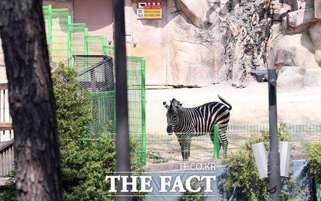 이날 오전 방사장에 모습을 드러낸 세로가 펜스 근처를 거닐고 있다.