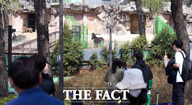 시민들이 방사장 맞은편 멀리서 세로의 모습을 구경하고 있다.