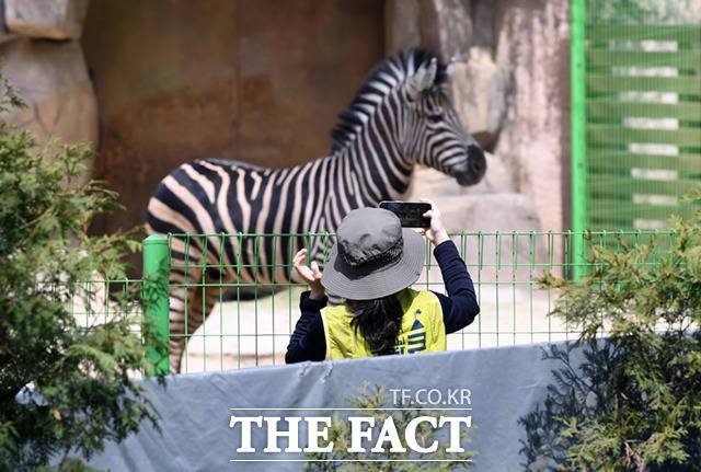 방사장을 찾은 사육사가 세로의 건강상태 등을 기록하기 위해 휴대전화로 촬영하고 있다.