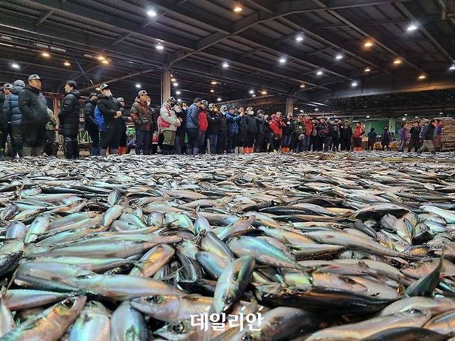 지난 2월 28일 새벽 부산공동어시장 상인들이 고등어 경매를 위해 모여들고 있다. ⓒ데일리안 장정욱 기자