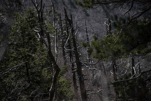 해발고도 1,300~1,400m 능선을 이동하는 동안 하얗게 변해 죽은 분비나무와 잣나무 개체가 연이어 발견됐다. 점차 상승하는 기온, 줄어든 적설량 그리고 빨라진 증발산 속도 등 기후변화가 이들 고산식물이 말라 죽는 원인으로 추정된다.