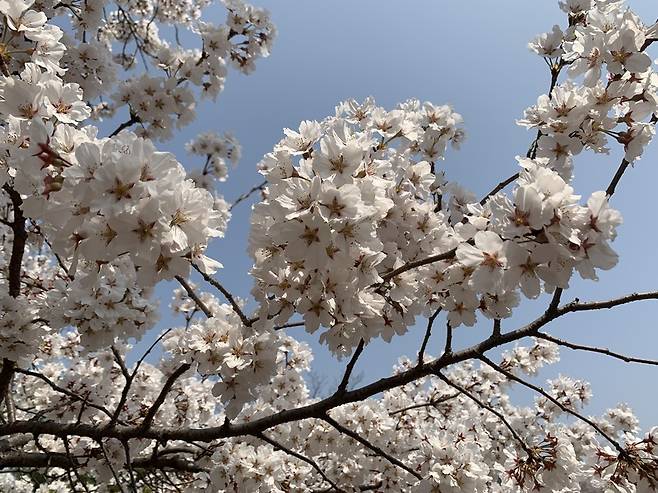 1일 서울 중구 남산골 한옥마을에 핀 벚꽃. /사진=MBN