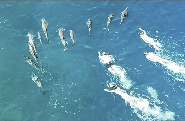 26일(현지 시각) 하와이 빅아일랜드 앞바다에서 관광객들이 스노클링을 하며 돌고래 떼를 쫓아다니고 있다./AP 연합뉴스