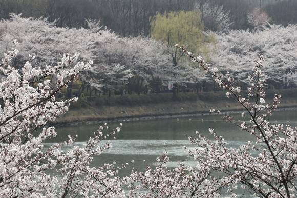 석촌호수에 만개한 벚꽃 - 29일 오후 서울 송파구 석촌호수에 벚꽃이 피어있다. 2023.03.29. 뉴시스