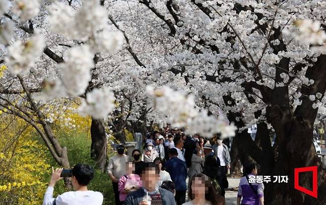 31일 벚꽃이 만개한 서울 여의서로 일대를 찾은 시민들이 봄기운을 만끽하고 있다. 사진=윤동주 기자 doso7@