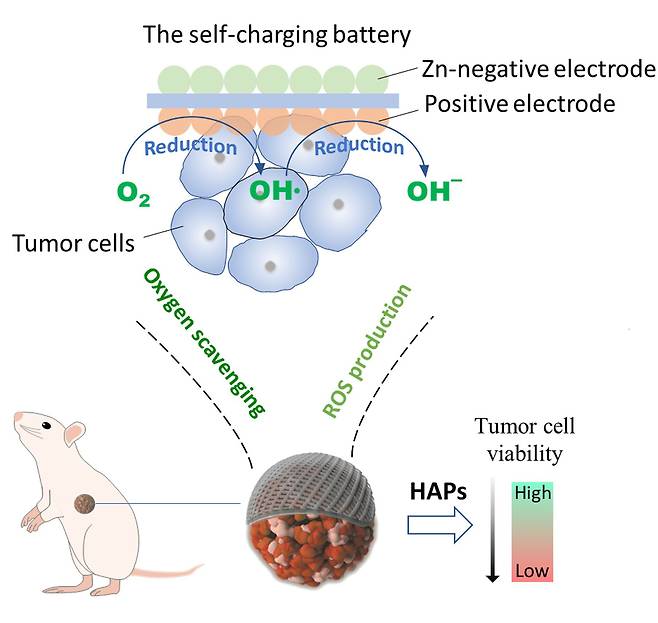 염수 배터리의 음극에서 아연이 소금물 속 염소와 반응해 전자를 발생시킨다. 전자는 음극에서 산소와 수소를 수산기(OH-)로 환원시킨다. 산소가 소모되면 저산소 활성 약물(HAP)이 암세포를 공격한다. 대표적인 활성산소종(ROS)인 수산기도 암세포에 피해를 준다./Science Advances