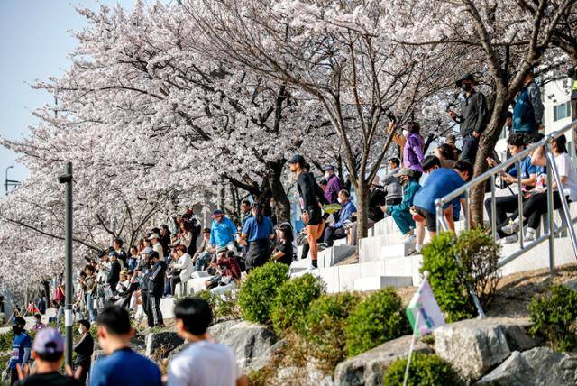 2일 오전 서울 은평구 불광천에 핀 벚꽃길을 찾은 시민들이 봄 정취를 느끼며 즐거운 시간을 보내고 있다. 뉴시스