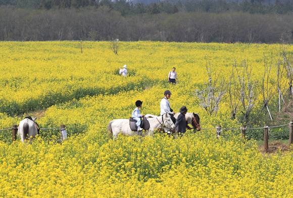 포근한 날씨를 보이는 29일 오후 제주 서귀포시 표선면 가시리 조랑말체험공원 유채꽃광장을 찾은 관광객들이 깊어가는 봄 정취를 만끽하고 있다. [사진=뉴시스]