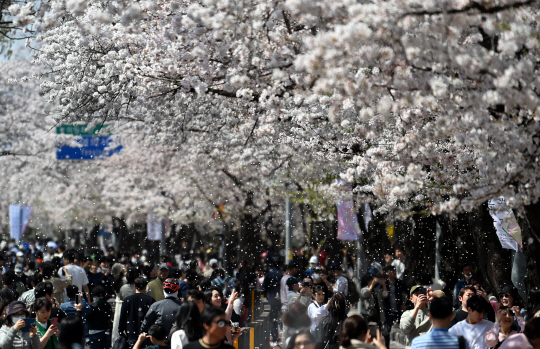 2일 오전 서울 여의도 윤중로를 찾은 시민들이 벚꽃 나들이를 즐기고 있다.박윤슬 기자