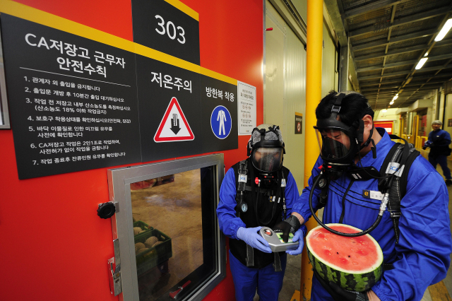 경기도 이천의 이마트 후레쉬센터 내 CA 저장고에서 관계자들이 저장 과일의 상태를 점검하고 있다./사진 제공=이마트