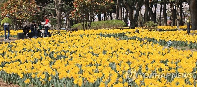 4·3 유족들의 노란 수선화 [연합뉴스 자료사진]