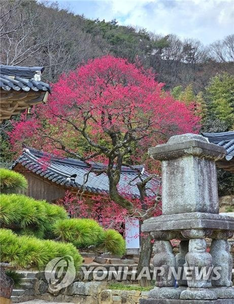 화엄사 홍매화 · 들매화 사진 콘테스트 수상작 (구례=연합뉴스) 대한불교조계종 제19교구 본사지리산 대화엄사가 3일 제3회 홍매화 ·들매화 프로사진·휴대폰 카메라 사진 콘테스트 수상작을 발표했다. 사진은 휴대전화 카메라 부문 교구장스님상을 받은 이동희씨의 '300년 풍상을 견디며 용트림하는  화엄사 홍매화'. 2023.4.3 [화엄사 제공. 재판매 및 DB 금지] areum@yna.co.kr