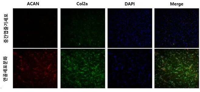 말초혈액 유래 줄기세포의 연골세포로의 분화 형광 현미경 사진. 스마트셀랩 제공.