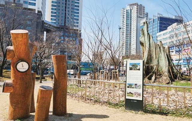 밑동만 남은 영통 느티나무와 부러진 가지로 만든 조형물이 설치된 현재의 모습. 수원특례시 제공