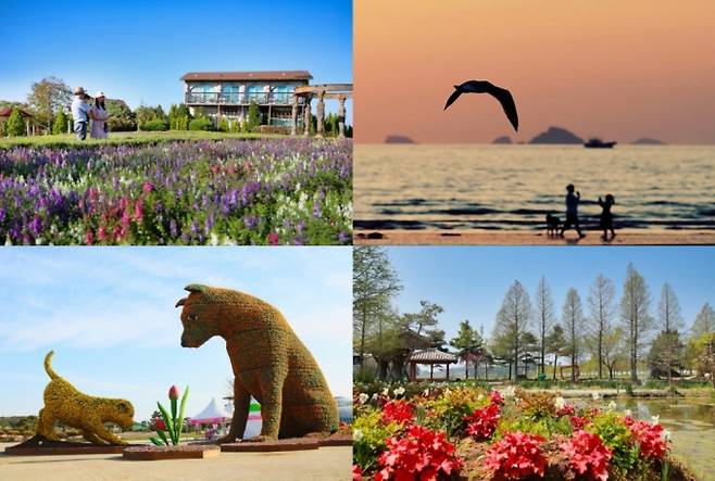 태안군 반려동물친화관광지(왼쪽 상단부터 시계방향으로) 팜카밀레(허브농원), 꽃지해수욕장, 청산수목원, 코리아플라워파크(꽃축제장) 댕댕이 가족의 행복한 일상/사진제공=한국관광공사