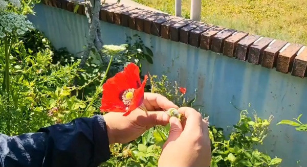 마약 원료로 활용되는 양귀비꽃 단속 장면. [여수해경 제공]