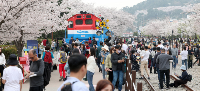 국내 최대 봄꽃 축제인 ‘진해군항제’가 열리고 있던 지난달 30일 경남 창원시 진해구 경화역 공원에서 관광객이 봄기운을 만끽하고 있다. 연합뉴스