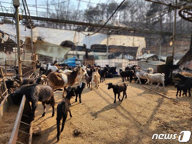 지난 2일 홍성 서부면 양곡리에서 발생한 산불로 염소 사육농장에서 가까스로 살아남은 염소들이 축사 안을 서성이고  있다. 이 염소 농장은 염소 400마리 중 70여 마리가 피해를 입었다. /뉴스1 ⓒNews1 이찬선 기자