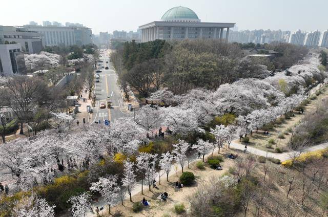 서울 지역 낮 기온이 21도를 기록하는 등 완연한 봄 날씨를 보인 지난달 30일 서울 여의도 국회 주변 윤중로에 벚꽃이 피어 있다. 연합뉴스