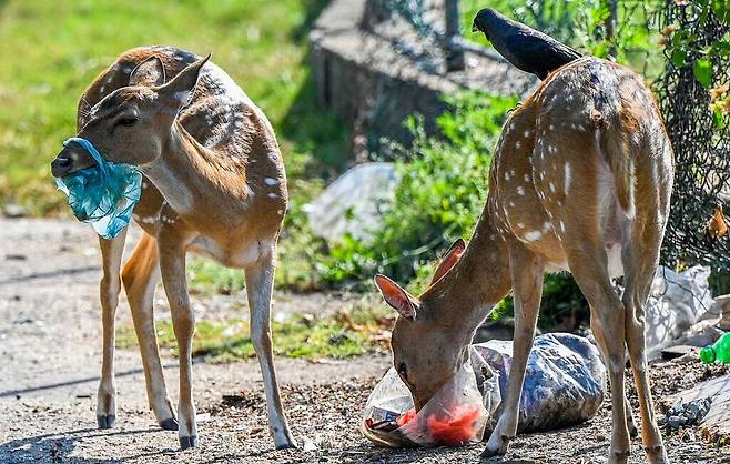 비닐 사용 금지라는데…쓰레기 질겅질겅 씹는 스리랑카 사슴들 / 사진=AFP 연합뉴스