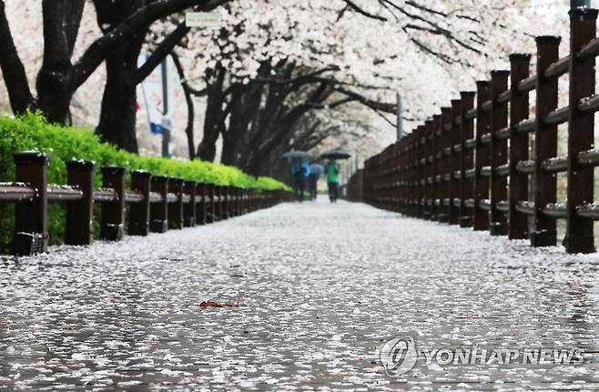 봄비에 떨어진 벚꽃 (수원=연합뉴스) 홍기원 기자 = 봄비가 내린 5일 오전 경기도 수원시 장안구 광교저수지 주변 산책로에 벚꽃이 떨어져 있다. 2023.4.5 xanadu@yna.co.kr