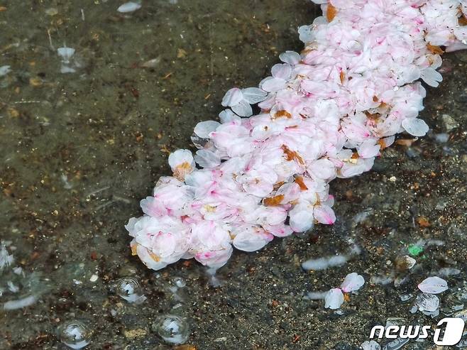 5일 서울 마포구의 한 도로에 벚꽃이 비에 젖어 떨어져 있다. ⓒ News1 황덕현 기후환경전문기자